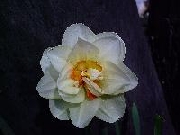 Flower Drift